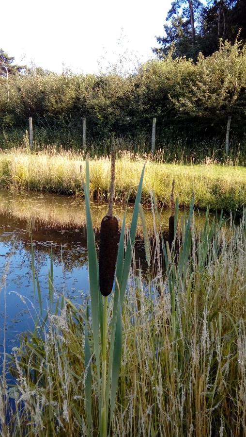 Luxe Woodlodge In Een Prachtige En Bosrijke Omgeving Bornerbroek エクステリア 写真